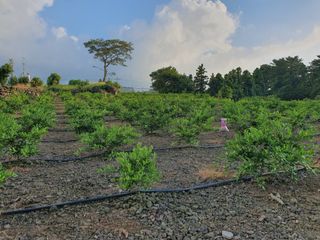 고정민님의 귤 · 비료•농약 작성글 사진