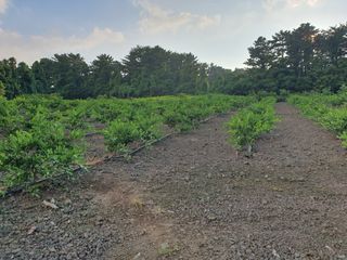 고정민님의 귤 · 비료•농약 작성글 사진