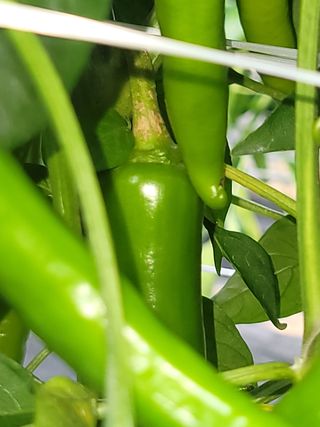 ...님의 고추 · 병해충상담 작성글 사진