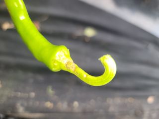 ...님의 고추 · 병해충상담 작성글 사진