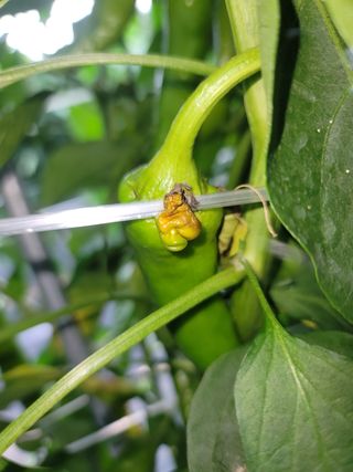 ...님의 고추 · 병해충상담 작성글 사진