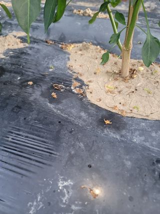 ...님의 고추 · 병해충상담 작성글 사진