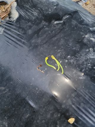 ...님의 고추 · 병해충상담 작성글 사진