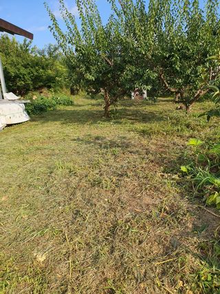 코지팜스테이님의 매실 · 영농일지 작성글 사진