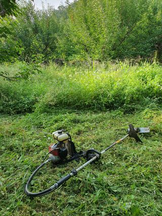 코지팜스테이님의 매실 · 영농일지 작성글 사진