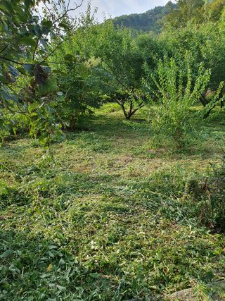 코지팜스테이님의 매실 · 영농일지 작성글 사진