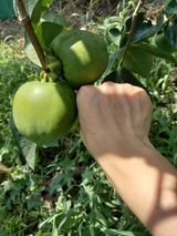 팜모닝 감·자유게시판 게시글 이미지