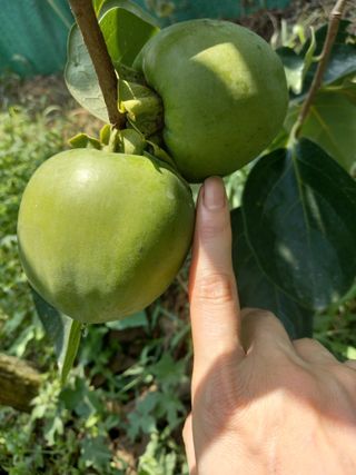 서선옥님의 감 · 자유게시판 작성글 사진
