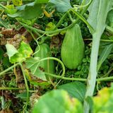 팜모닝 기타작물·자유게시판 게시글 이미지