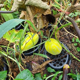 이종권님의 기타작물 · 자유게시판 작성글 사진