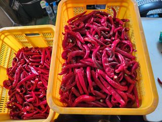 윤정숙님의 고추 · 영농일지 작성글 사진