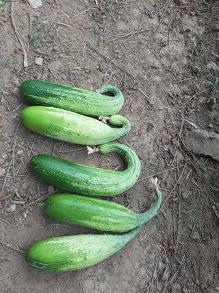 김명규님의 오이 · 병해충상담 작성글 사진