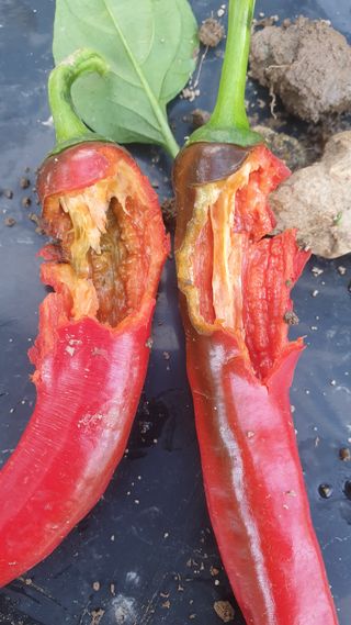 백수현님의 고추 · 병해충상담 작성글 사진