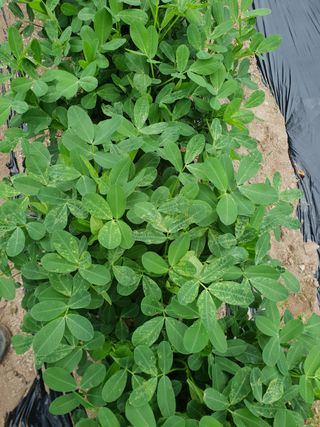 최윤규님의 콩 · 병해충상담 작성글 사진