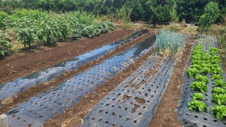 오정현님의 기타작물 · 자유게시판 작성글 사진