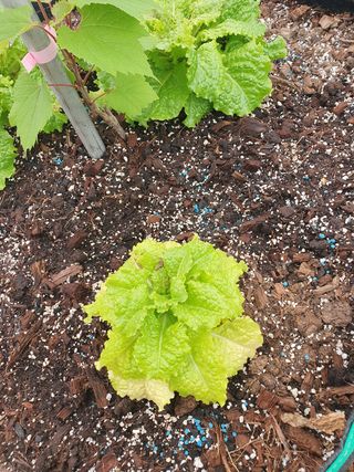 경민님의 배추 · 병해충상담 작성글 사진