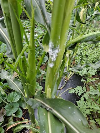 김영미님의 옥수수 · 병해충상담 작성글 사진