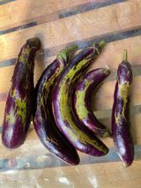 팜모닝 기타작물·병해충상담 게시글 이미지