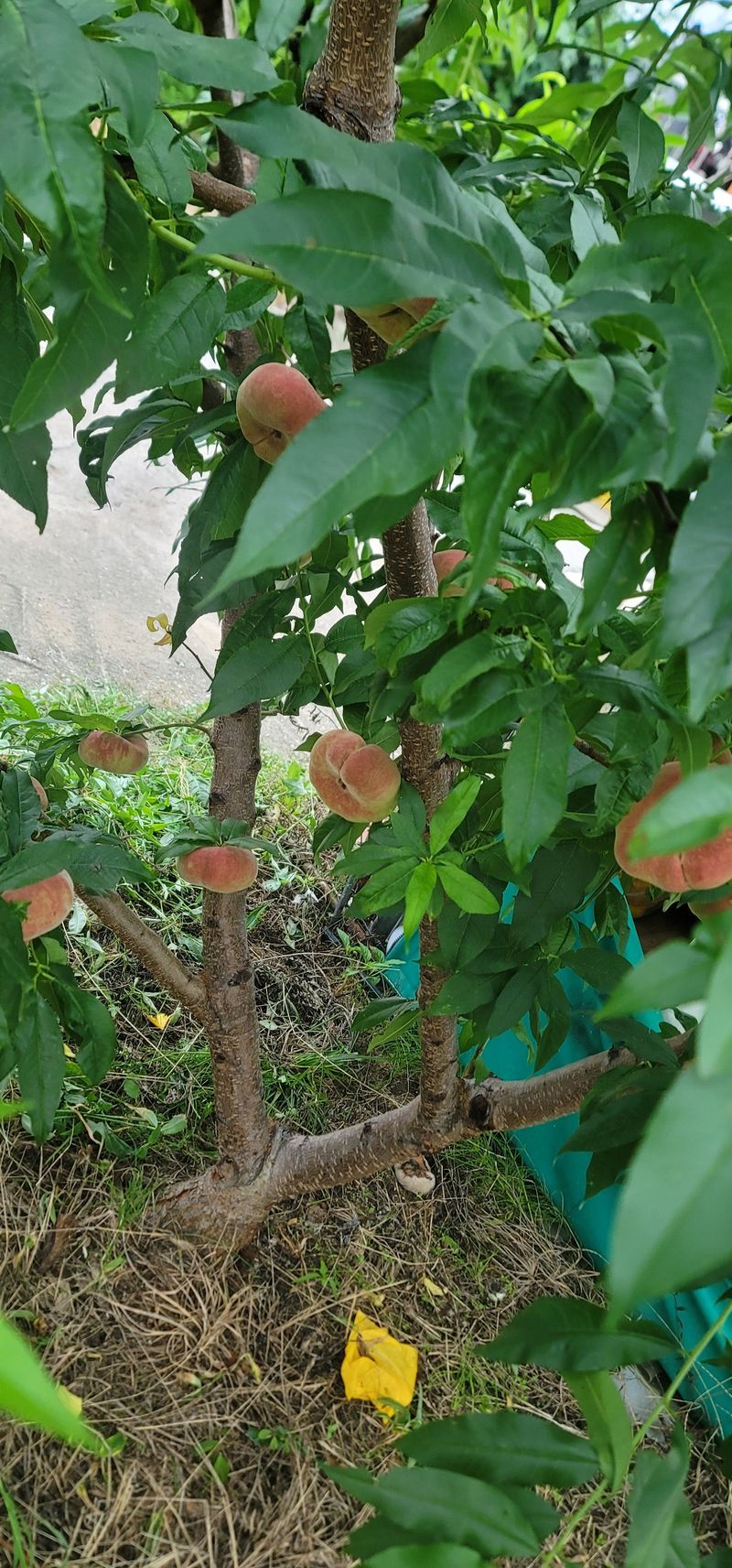 장터 상품 [거반도 납작복숭아 1kg] 썸네일