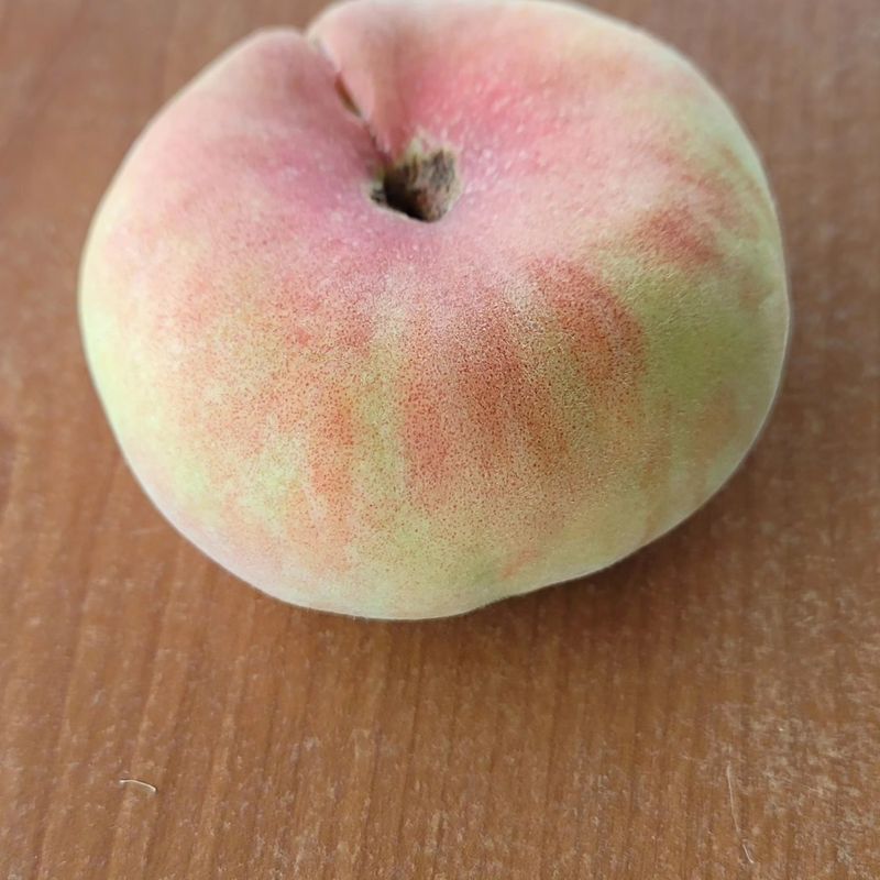 청마농원님의 장터 판매 상품 [거반도 납작복숭아 1kg] 첨부 사진