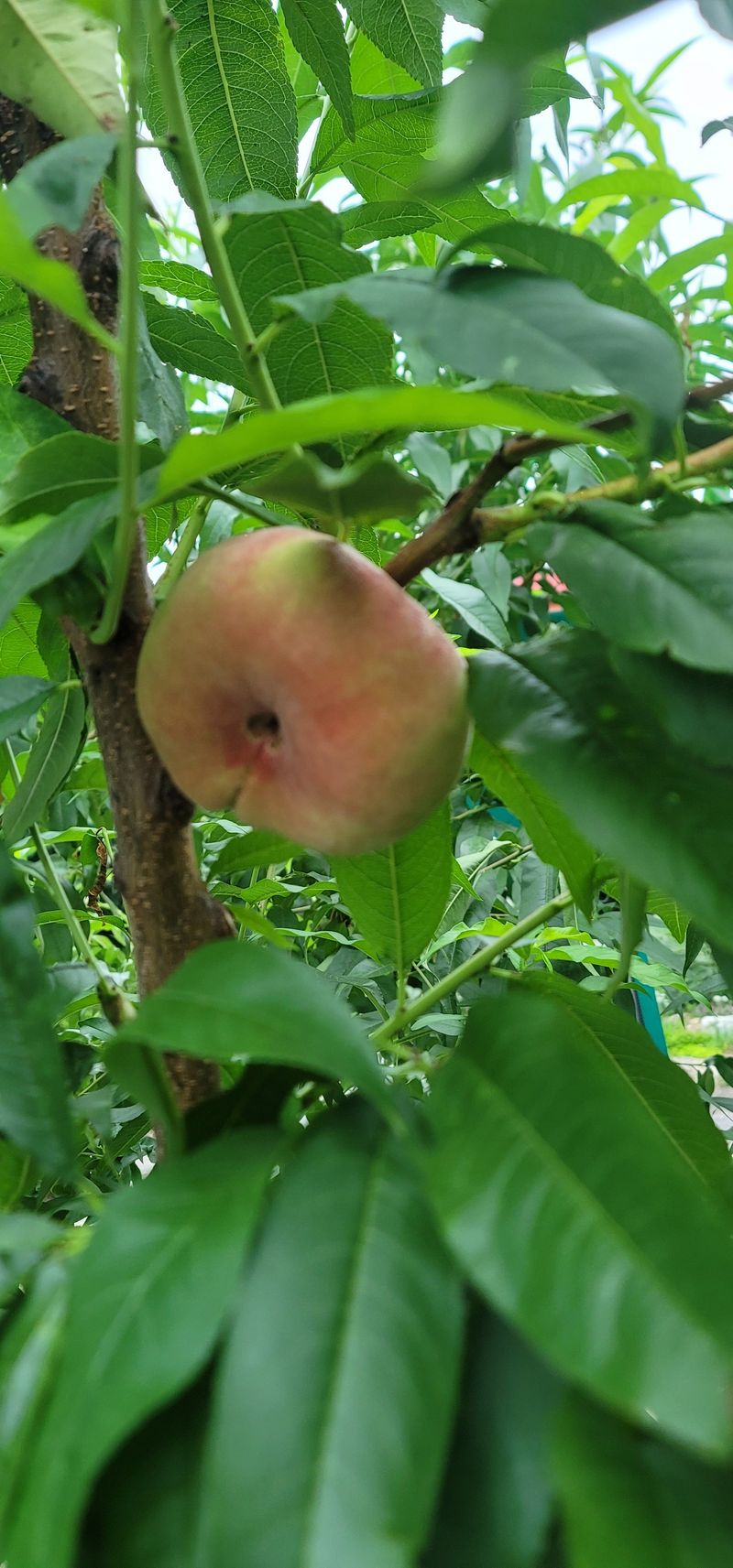 청마농원님의 장터 판매 상품 [거반도 납작복숭아 1kg] 첨부 사진