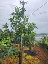 팜모닝 사과·품종•종자 게시글 이미지