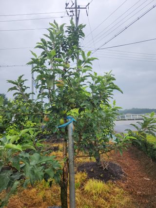 안종범님의 사과 · 품종•종자 작성글 사진