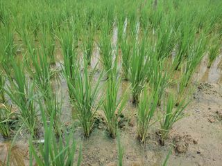 까마구님의 벼 · 병해충상담 작성글 사진