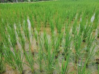 까마구님의 벼 · 병해충상담 작성글 사진