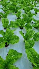 팜모닝 상추·영농일지 게시글 이미지