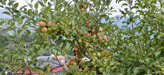 달맛햇복숭아농원님의 사과 · 품종•종자 작성글 사진