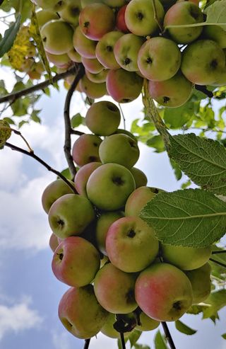 달맛햇복숭아농원님의 사과 · 품종•종자 작성글 사진