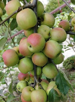 달맛햇복숭아농원님의 사과 · 품종•종자 작성글 사진