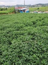 팜모닝 콩·자유게시판 게시글 이미지