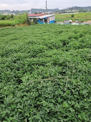 고종길님의 콩 · 자유게시판 작성글 사진