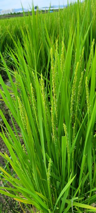 하얀찔레꽃님의 벼 · 자유게시판 작성글 사진