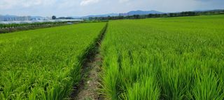 하얀찔레꽃님의 벼 · 자유게시판 작성글 사진