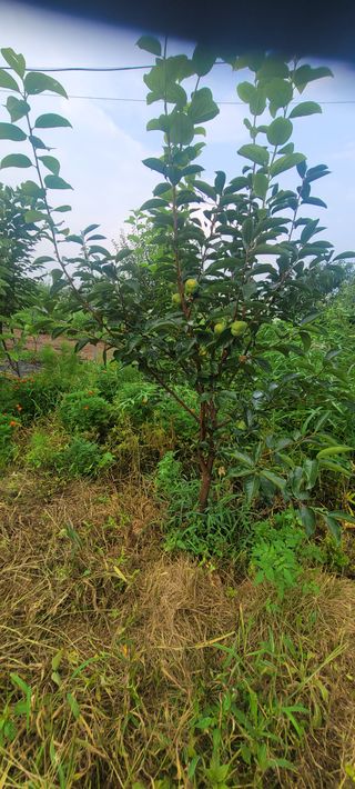 소데카님의 사과 · 영농일지 작성글 사진