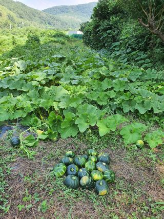 행복하게~님의 호박 · 자유게시판 작성글 사진