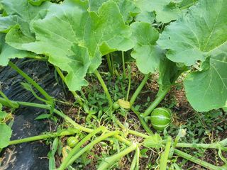 행복하게~님의 호박 · 자유게시판 작성글 사진