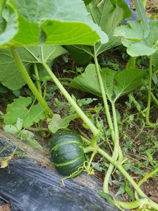 행복하게~님의 호박 · 자유게시판 작성글 사진