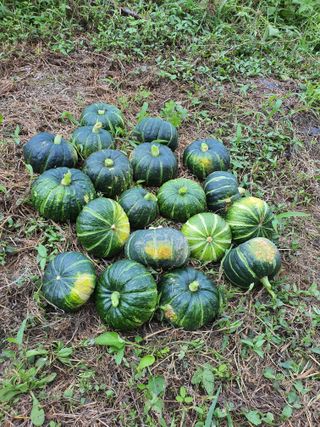 행복하게~님의 호박 · 자유게시판 작성글 사진