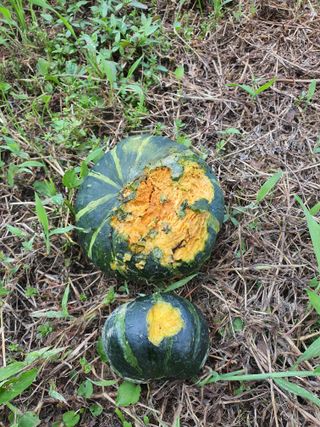 행복하게~님의 호박 · 자유게시판 작성글 사진