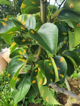 팜모닝 배·병해충상담 게시글 이미지