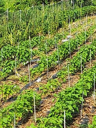 김연숙님의 참깨 · 자유게시판 작성글 사진