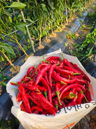 원머루 강낙도님의 작목반,동호회 등 나의 모임은? · 참여글 작성글 사진