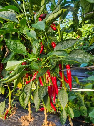 원머루 강낙도님의 작목반,동호회 등 나의 모임은? · 참여글 작성글 사진