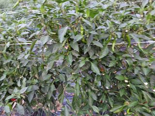 오영도님의 고추 · 수확 작성글 사진