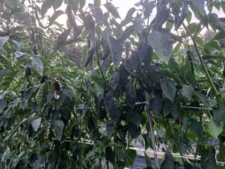 오영도님의 고추 · 수확 작성글 사진