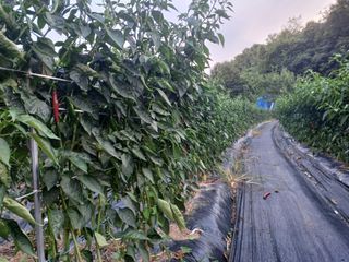 오영도님의 고추 · 수확 작성글 사진